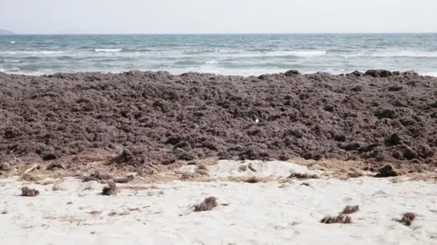 Algae and shells washed up on the beach by a storm Stock-Footage 272276078