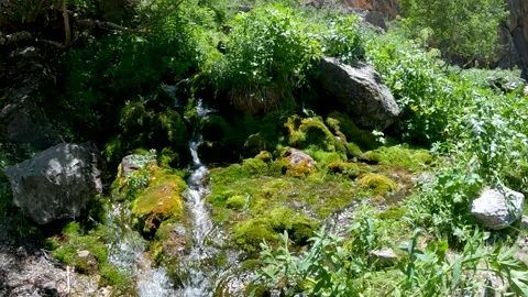 Algae and small insects. Slow-motion Stock Footage 202134666