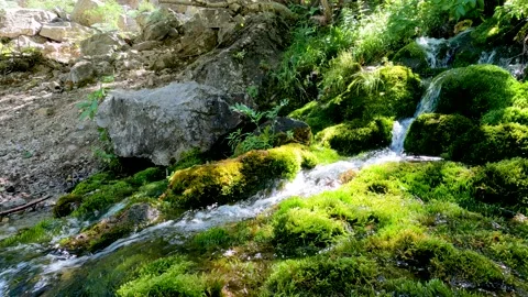 Algae and a small waterfall Stock Footage 198147505