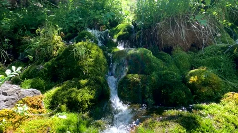 Algae and a small waterfall Stock Footage 202134205
