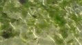 Algae and sun reflection in low tide water HD Footage