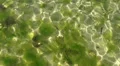 Algae and sun reflections in low tide water HD Footage