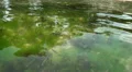 Algae and sun reflections in low tide water HD Footage