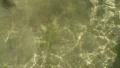 Algae and sun reflections in low tide water HD Footage