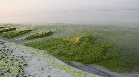 Algae and tar balls on Seagrove Beach Florida 動画素材 997201