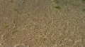 Algae and water at the beach HD Footage
