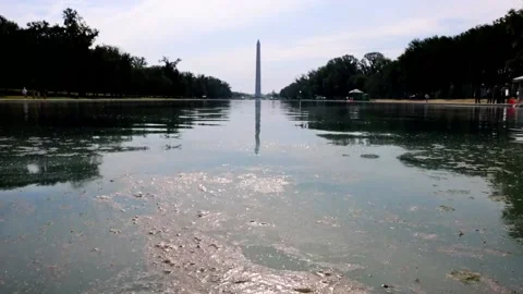 Algae appears in the Lincoln Memorial Reflecting Pool after a multimillion-dolla Stock Footage 337637357