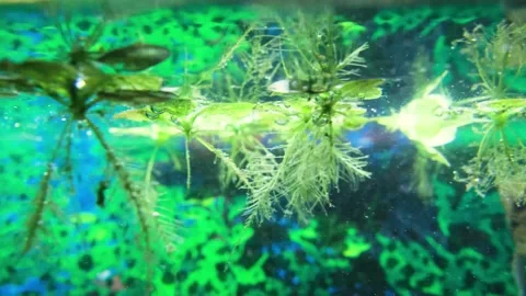 Algae in the aquarium float on the surface of the water. Stock Footage 239930770