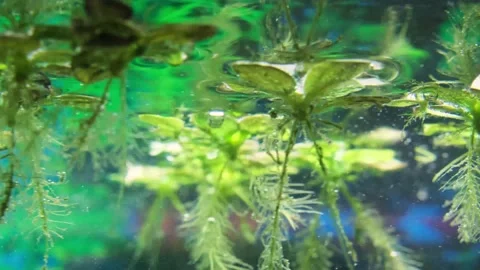 Algae in the aquarium float on the surface of the water. Stock Footage 239930771