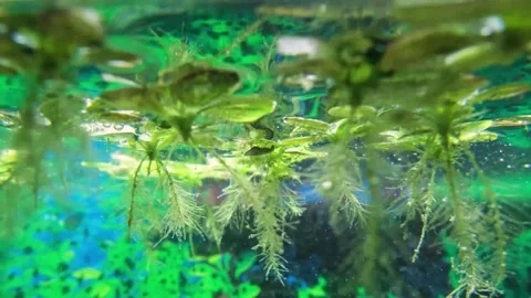Algae in the aquarium float on the surface of the water. Stock Footage 239930774