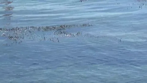 Algae barely peek out from under the water and shimmer under the bright Vídeos de archivo 152255401