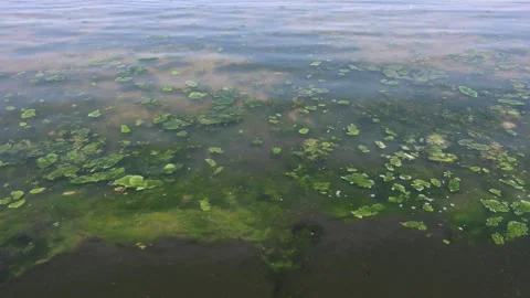 Algae beach close up 動画素材 311771593