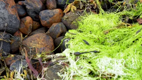 Algae on the Beach Stock Footage 263142947