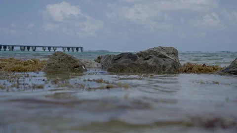 Algae on the Beach Vídeos de archivo 331393898