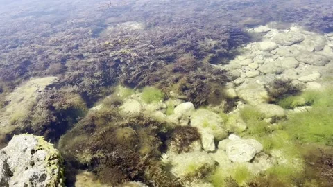 Algae in the black sea Stock Footage 203910331