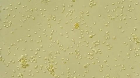 Algae bloom analys under microscope, magnification 100X Vídeos de archivo 65789596