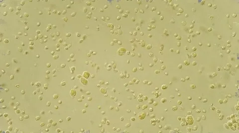 Algae bloom analys under microscope, magnification 100X Vídeos de archivo 65789601