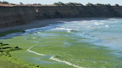 Algae bloom covering ocean surface near a coastline with cliffs Stock Footage 345004252