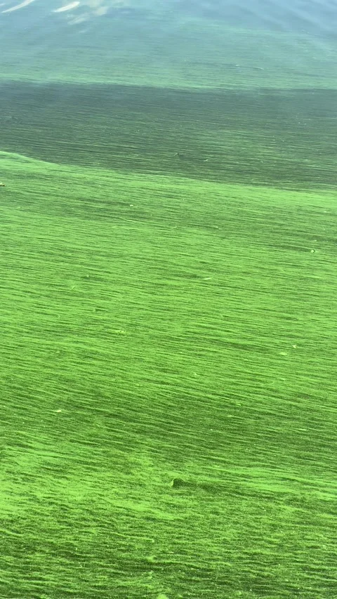 Algae bloom covering the water surface of a river Stock Footage 336398454