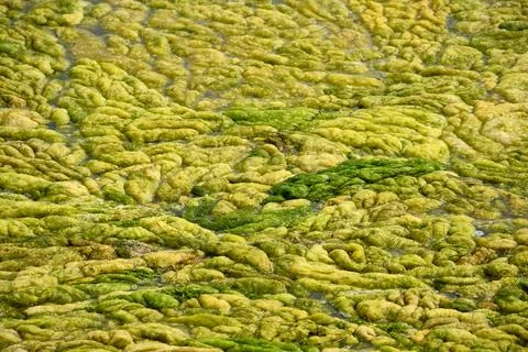 Algae bloom covering water surface in natural environment Stock Photos