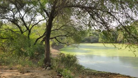 Algae bloom floating on still pond water near dense woodland Stock Photos