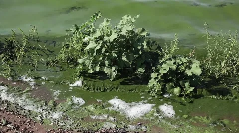 Algae Bloom Stock Footage 2412926