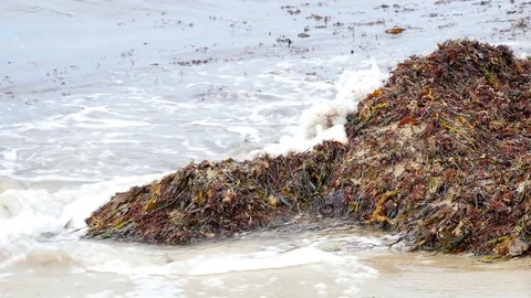 Algae bloom. A heap of red and green seeweed accumulated on a beach. Stock-Footage 83569439