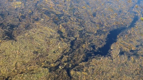 Algae bloom on a lake. 4K Stock Footage 107831496