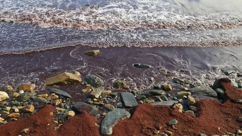 Algae bloom. Large masses of red seeweed accumulated in coastal marine waters. 動画素材 83569066