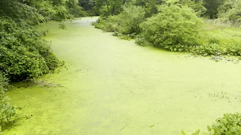 Algae bloom makes river look like stagnant solid green mass Stock Footage 329129259