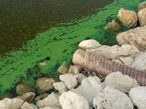 Algae bloom Stock Photos