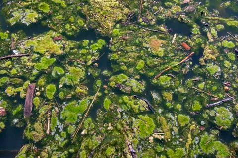 Algae bloom in polluted water Stock Photos