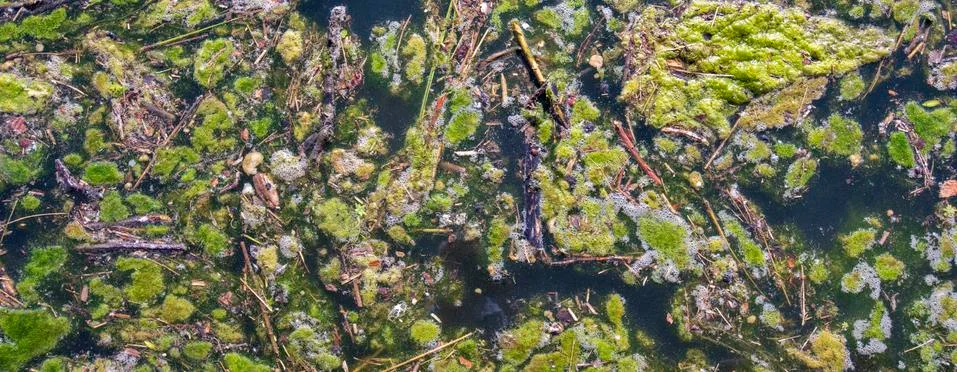 Algae bloom in polluted water Stock Photos