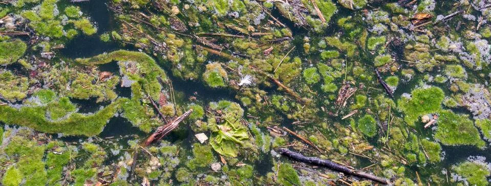 Algae bloom in polluted water Stock Photos