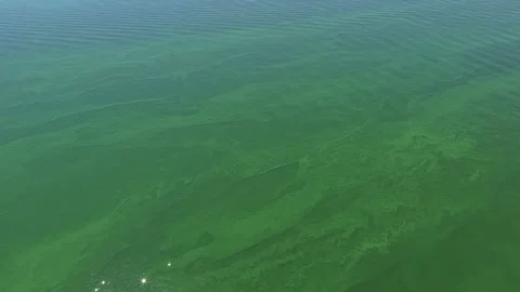 Algae bloom polluting a river in the netherlands Stock Footage 342812402
