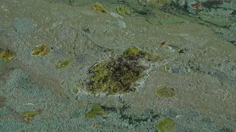 Algae Bloom in Pond. Overhead view of pond with green algae bloom. Stock Footage 268854640
