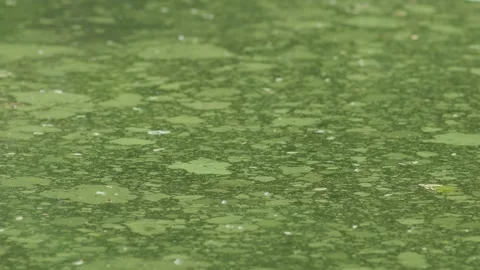 Algae bloom in pond poor water quality Stock Footage 315753204
