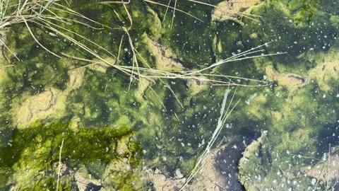 Algae Bloom on Pond Surface with Bubbles in Slow Motion — Top Down Stock Footage 334064613