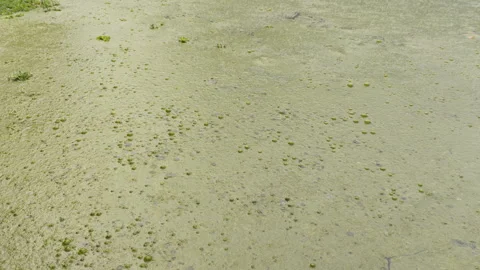 Algae Bloom on Pond Surface Caused by Warm Water and High Nutrient Levels Stock Footage 319904841