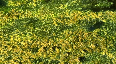 Algae bloom on a pond, zoom out Video stock 57324514