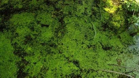 Algae Bloom in a Reflective Pond Stock Footage 201765037