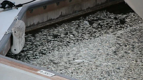 Algae Bloom Sardine Deaths Stock Footage 39438685