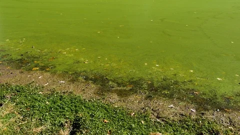 Algae bloom on a small pond, tilt-up. Stock Footage 121840672
