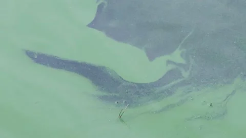 Algae bloom on water Stock Footage 168683748