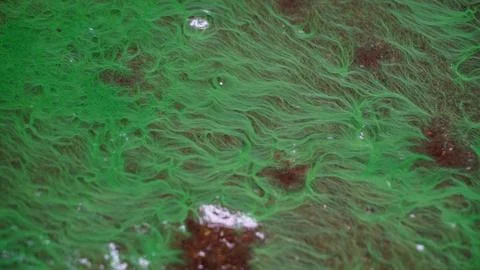 Algae bloom on wet ground Foto stock