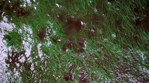 Algae bloom on wet ground Stock Photos