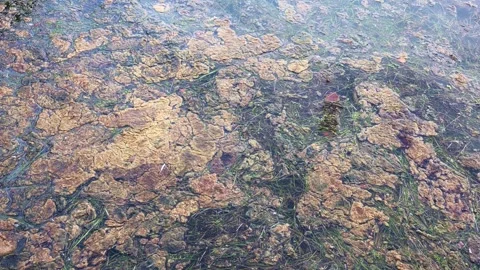 Algae blooming in stagnant polluted water Stock Footage 342866987