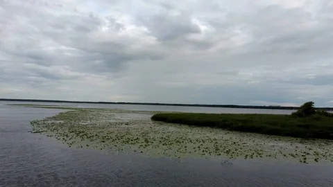 Algae blooms water green surface on the water pollution water nature and Stock Footage 113970267