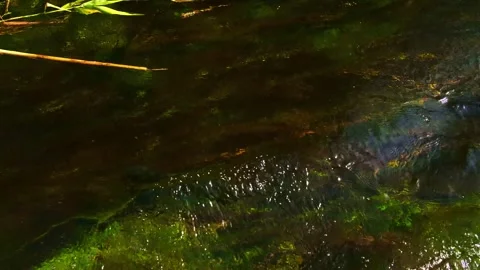 Algae at the bottom of the river Stock Footage 266987127