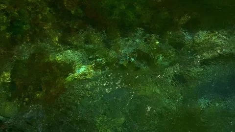 Algae at the bottom of the river Video stock 266987152